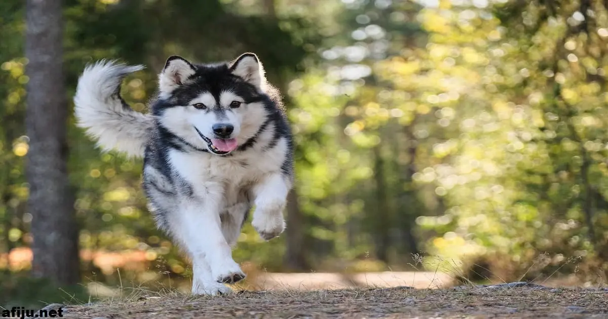 Alaskan Malamute