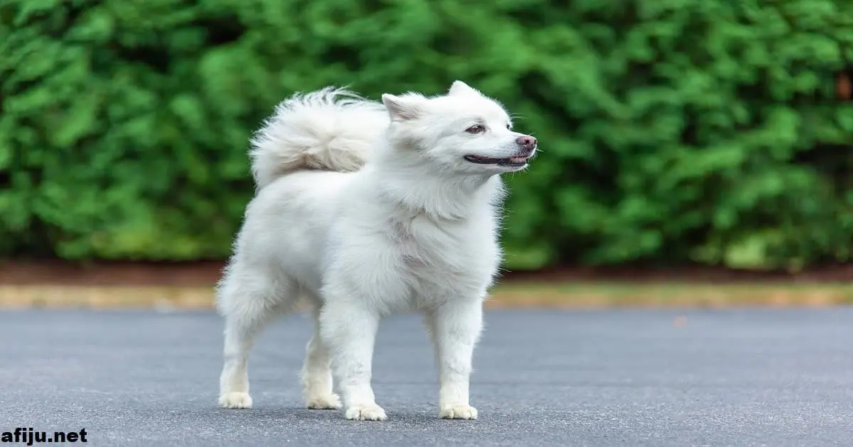 American Eskimo Dog