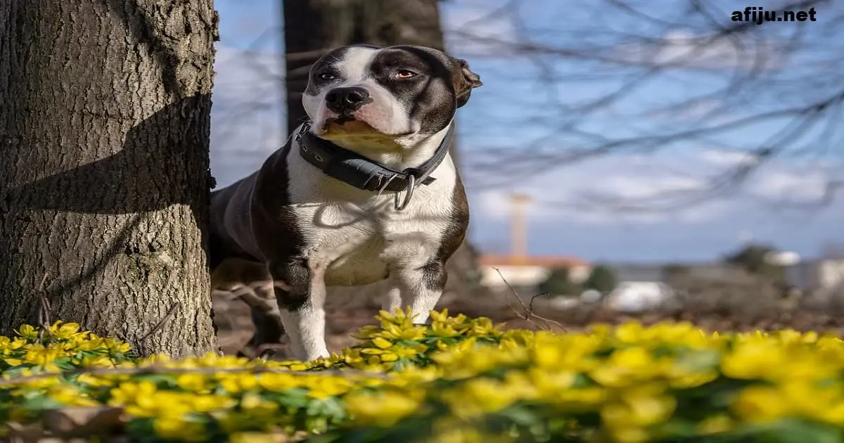 American Pit Bull Terrier