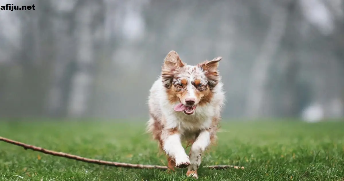 Australian Shepherd