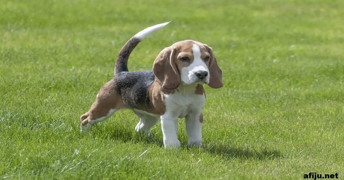 Beagle