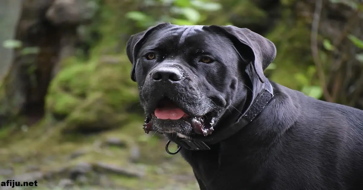 Cane Corso