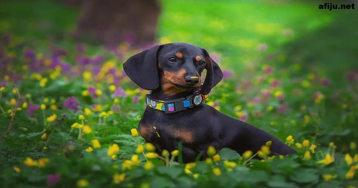 Dachshund