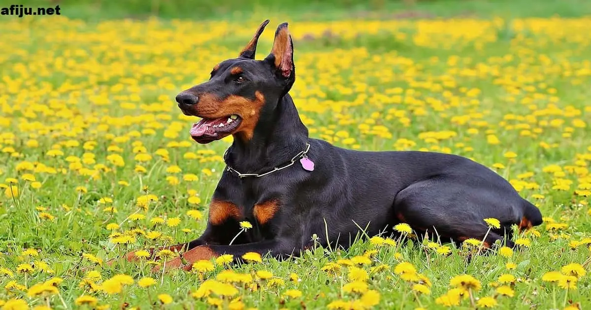 Dobermann