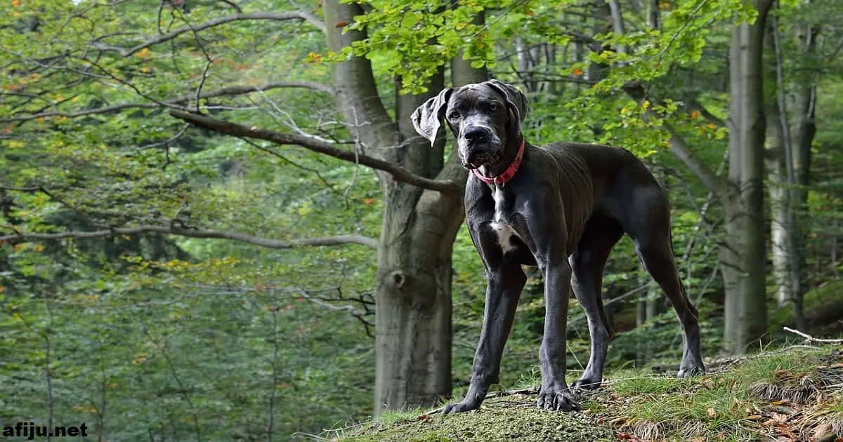 Great Dane