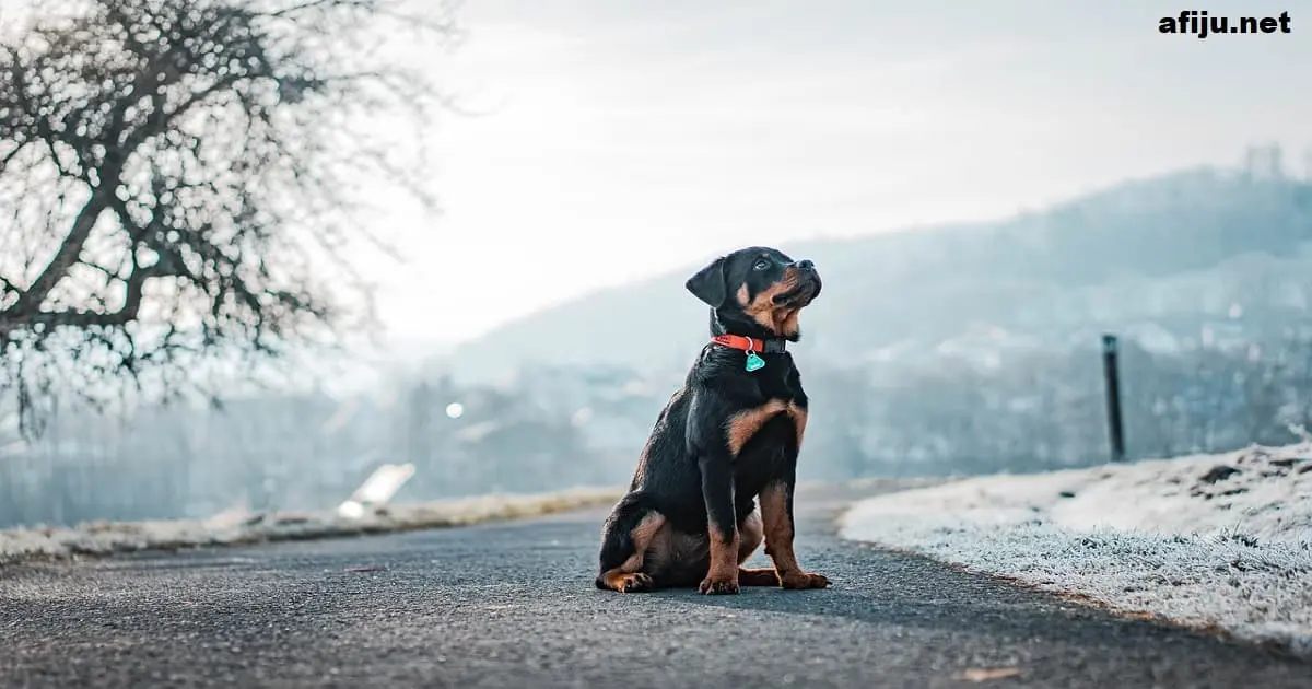 Rottweiler