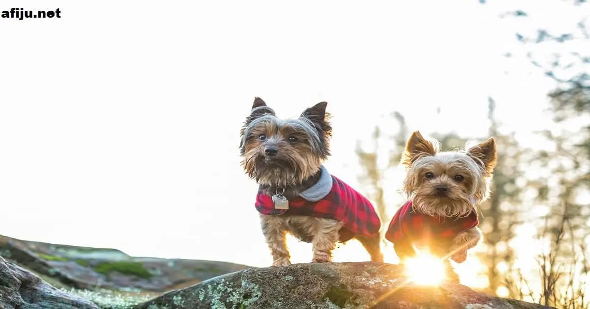 Yorkshire Terrier