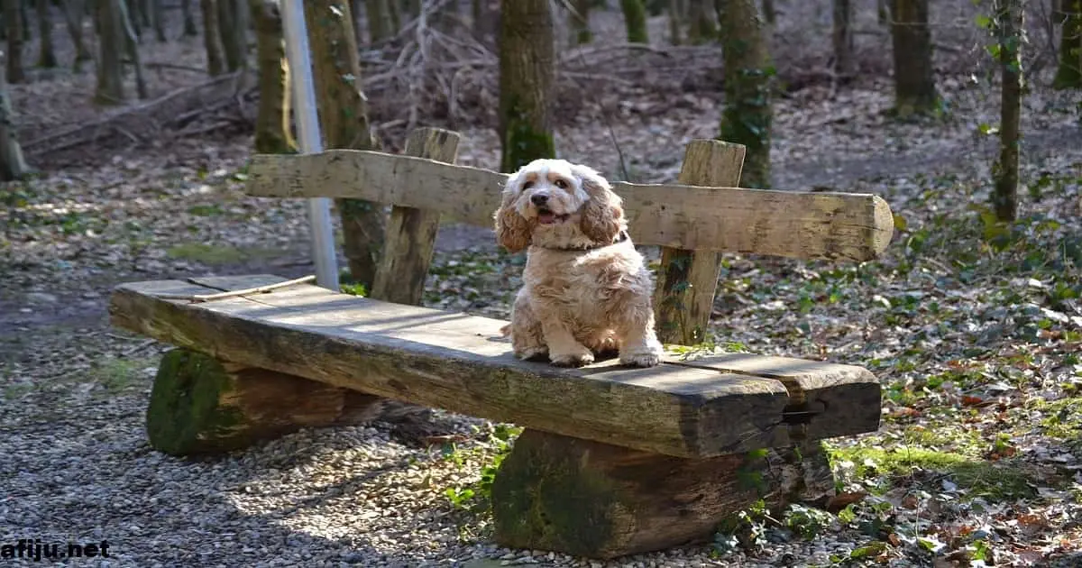 american water spaniel